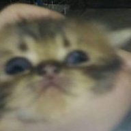 XxKaiTomxX
