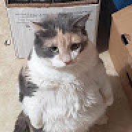 Vee_
