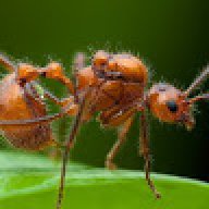 AntZee