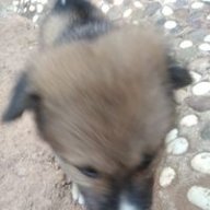 ็HOKO