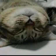 Meow