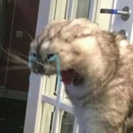 Teo