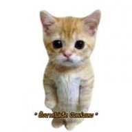 การดี้