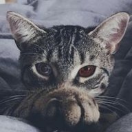 LOVECAT