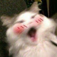 MaewMeownor