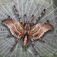 birdspidy1122