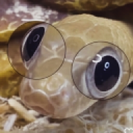 SSR_RSS