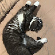 Pumi