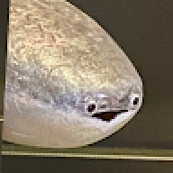kaokao