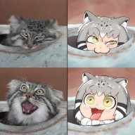 Victory_Cat