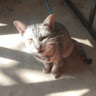 オグリキャップ