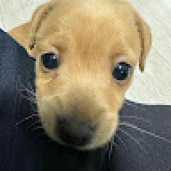 kit_sittichok