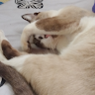 น้องไก่คิมูจิ
