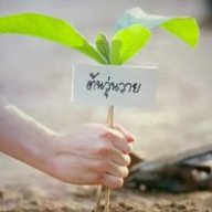 ซารีฟ