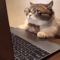 kenneecat